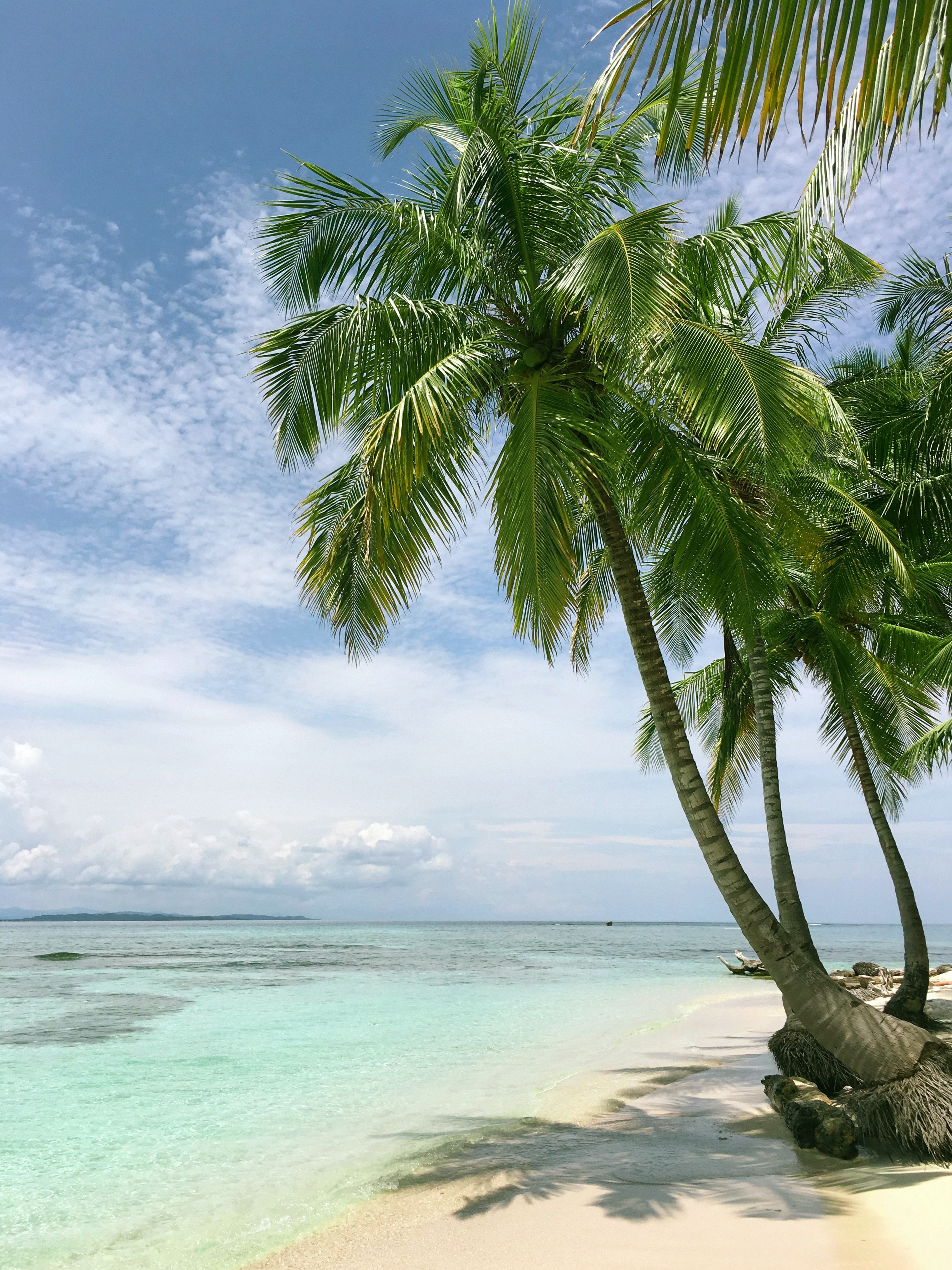 palm trees